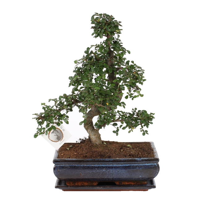<h4>Bonsai 'Zelkova parv.' in ø30cm Ceramic S-Shape with Saucer</h4>