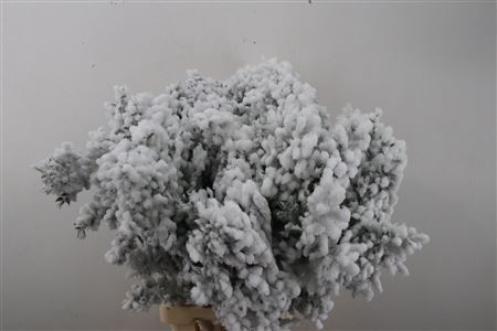 <h4>PRES RUSCUS GEVL WHTE P STEM</h4>