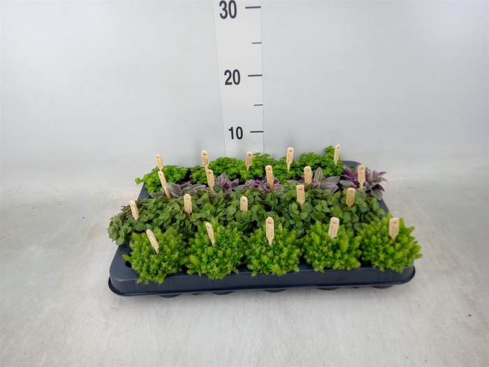 <h4>Planten ..mix</h4>