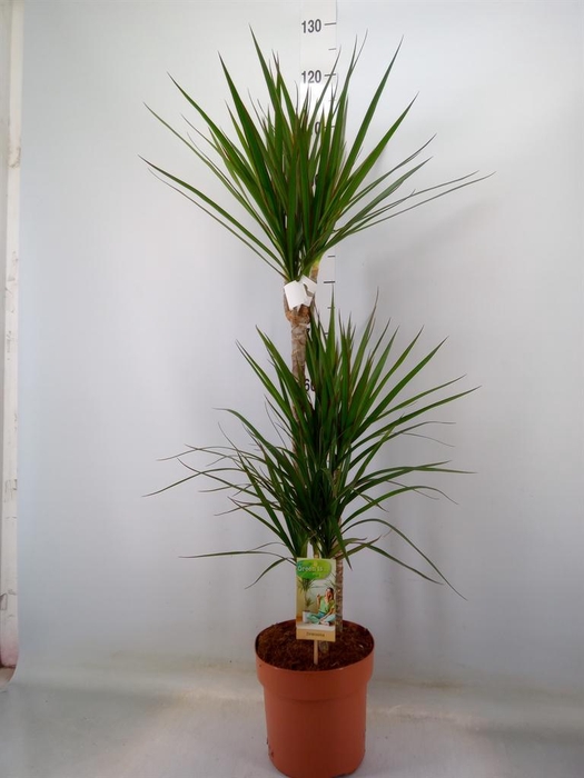 <h4>Dracaena marg.</h4>