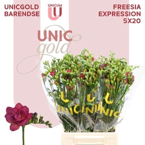 FREESIA DU EXPRESSION UG BARENDSE -