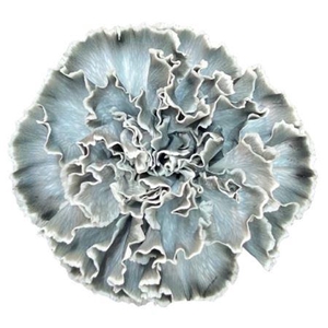 Di St Molly Grey