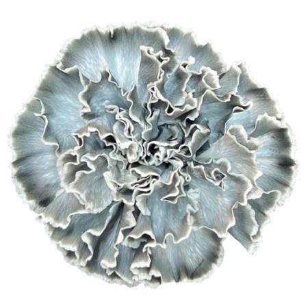 <h4>Di St Molly Grey</h4>