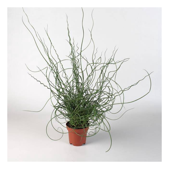 <h4>Juncus eff. Spiralis</h4>