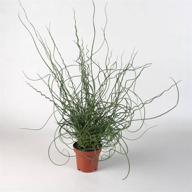 Juncus eff. Spiralis