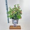 Viburnum tinus