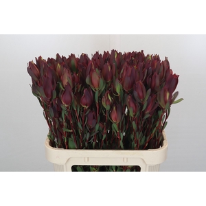 Leucadendron Senorita Spray