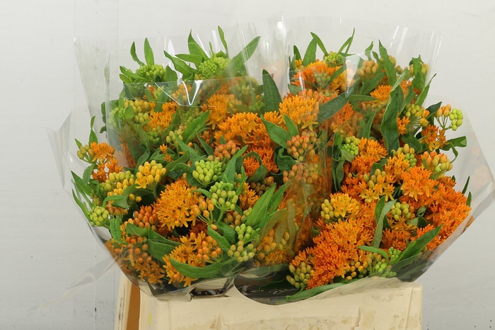 <h4>Ascl Tuberosa</h4>