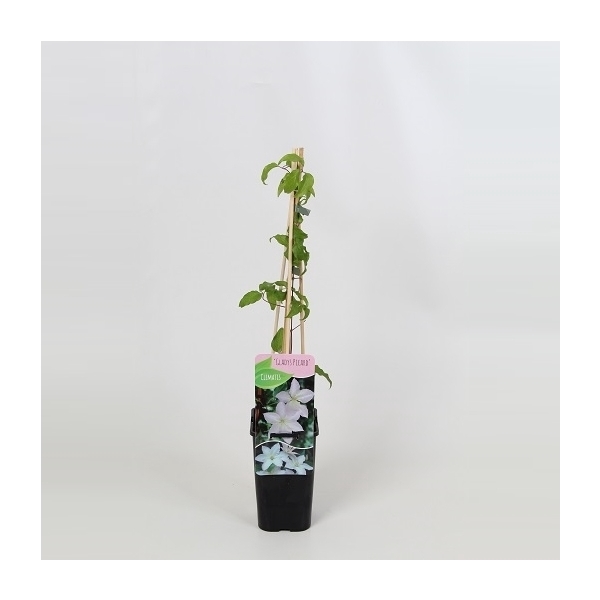 <h4>Clematis Gladys Picard</h4>