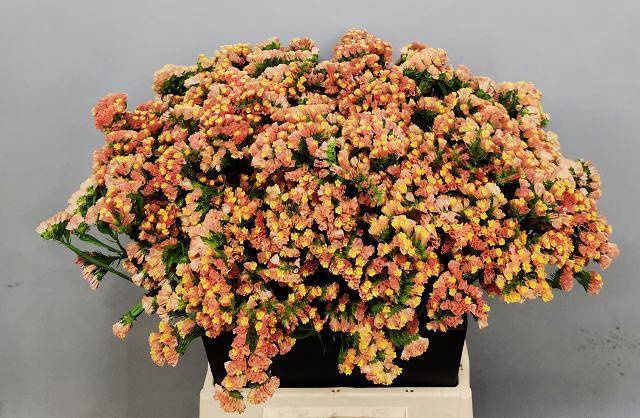 <h4>LIM S ROYAL ORANGE</h4>