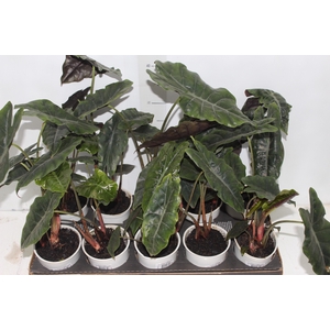 ALOCASIA CHANTRIERI P12