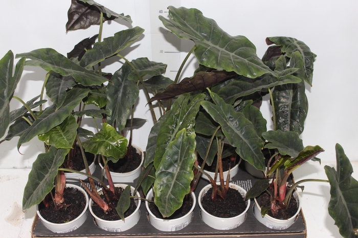 <h4>ALOCASIA CHANTRIERI P12</h4>
