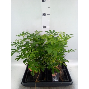 Arr.   Kamerplant Groen H%