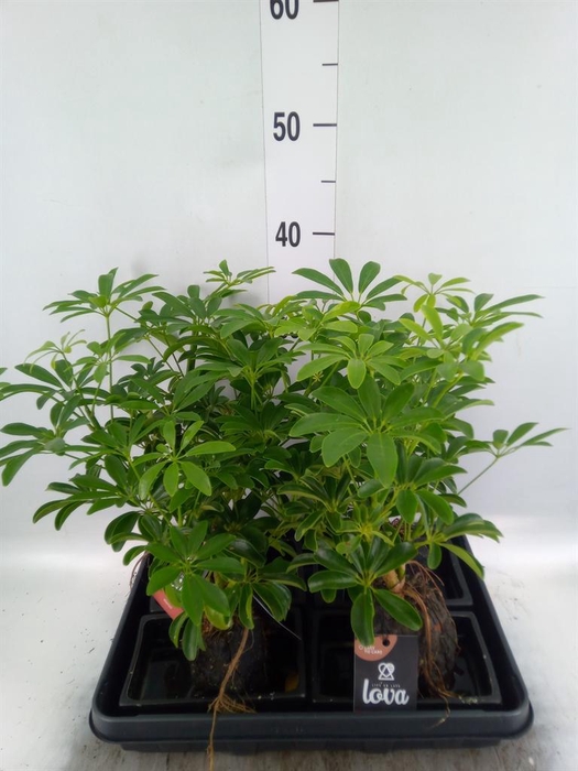 <h4>Arr.   Kamerplant Groen H%</h4>