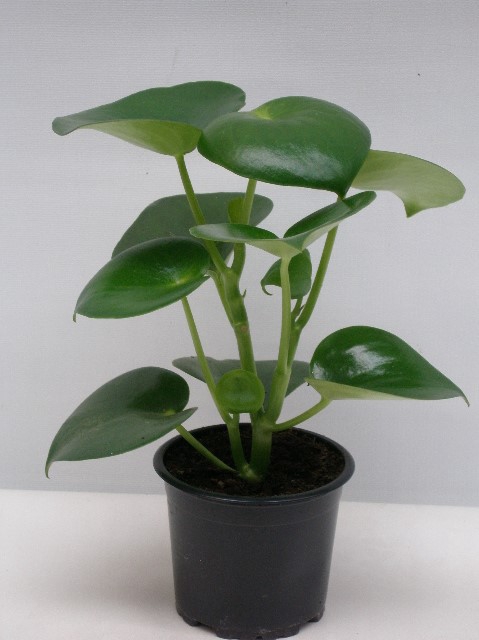 <h4>PEPEROMIA POLYBOTRYA RAIN DROP P11</h4>