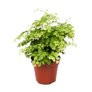 Fern 12 cm Adiantum Raddianum 'Fragrans' P12