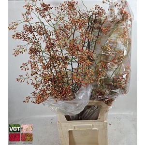 Rosa Corallo 100cm Ex