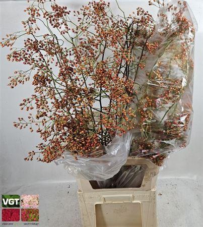 <h4>Rosa Corallo 100cm Ex</h4>
