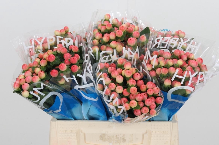 <h4>Hyp Coco Tiamo</h4>