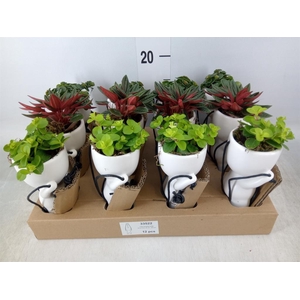 Arr.   Kamerplant Groen L%