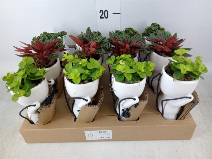 <h4>Arr.   Kamerplant Groen L%</h4>