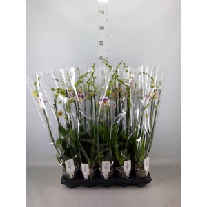 Phalaenopsis  'Ant Marrakesh'