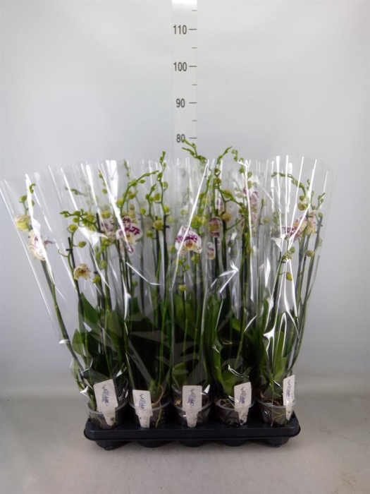 <h4>Phalaenopsis  'Ant Marrakesh'</h4>