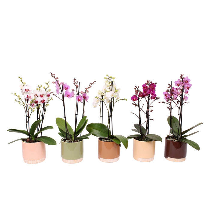 <h4>Phal. Multiflora 3-tak mix in keramiek BGC981 Wood Chopper</h4>