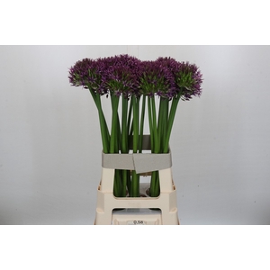 Allium Atlas