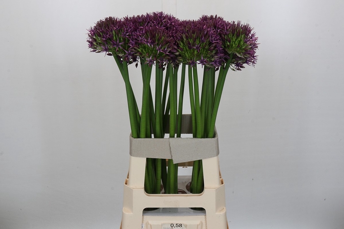 <h4>Allium Atlas</h4>