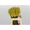Kniphofia Sunningdale Yellow