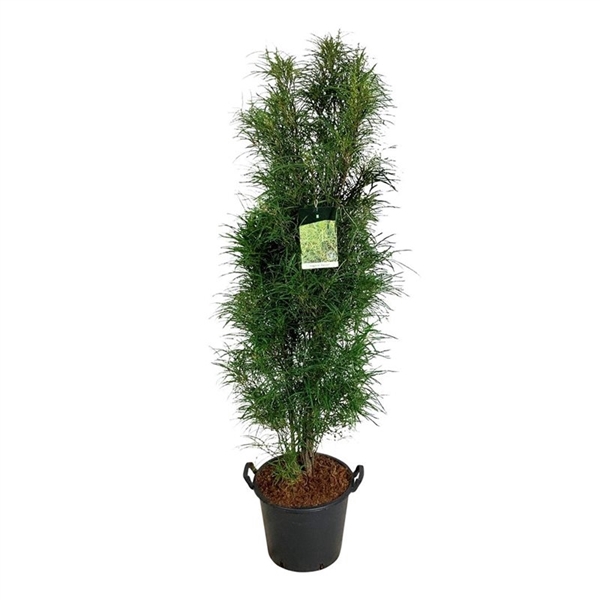 <h4>Frangula alnus Fine Line ®</h4>