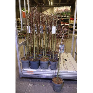 arr8 Salix Cap Kilmarnock