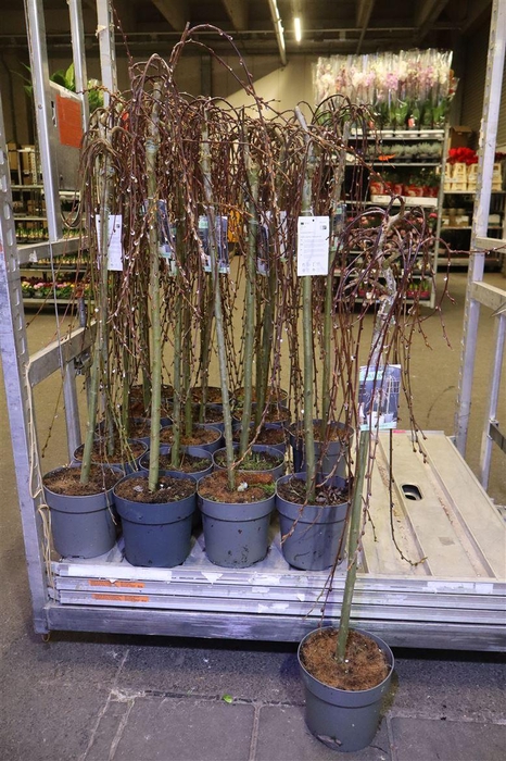 <h4>arr8 Salix Cap Kilmarnock</h4>