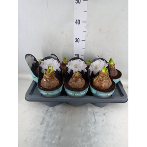 Hippeastrum DD 'Double White Star'