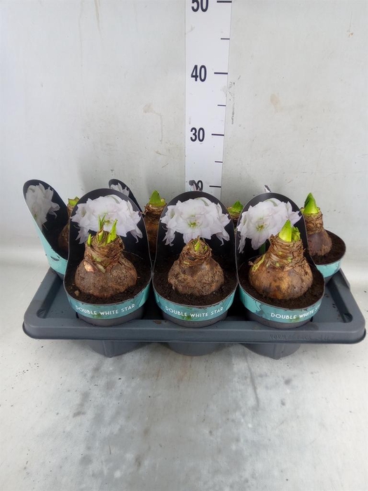 <h4>Hippeastrum DD 'Double White Star'</h4>