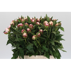 Paeonia Shirley Temple