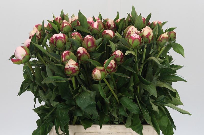 Paeonia Shirley Temple