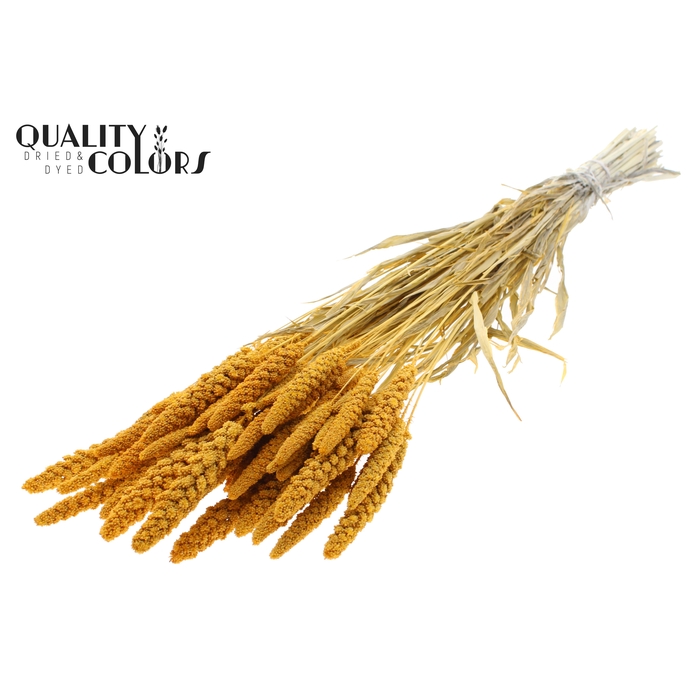 <h4>Gierst per bunch Intense Apricot</h4>