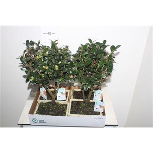 Bonsai Camellia Sasanqua Bonsai Traditiona