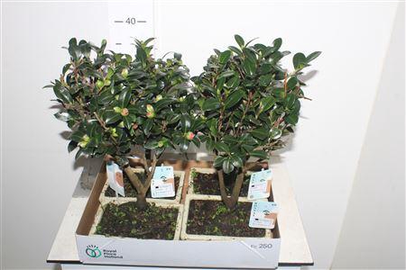 <h4>Bonsai Camellia Sasanqua Bonsai Traditiona</h4>