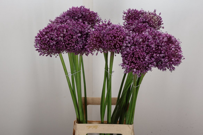 <h4>Allium Jasmine</h4>
