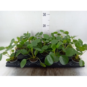 Pilea peperomioides