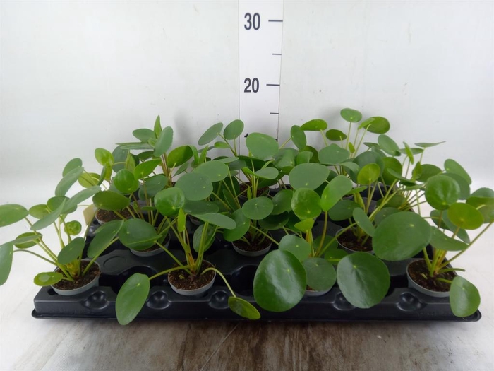 <h4>Pilea peperomioides</h4>