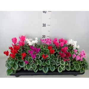 Cyclamen KL 'Picasso'