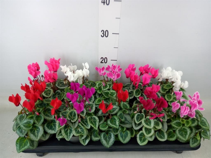 <h4>Cyclamen KL 'Picasso'</h4>