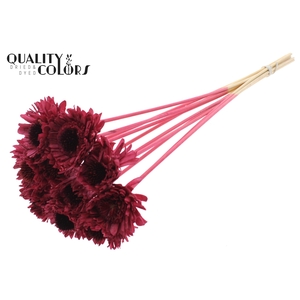 Shola Daisy Sunflower 6cm on stem Burgundy