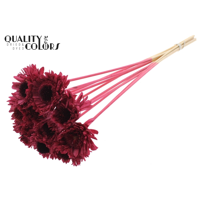 <h4>Shola Daisy Sunflower 6cm on stem Burgundy</h4>