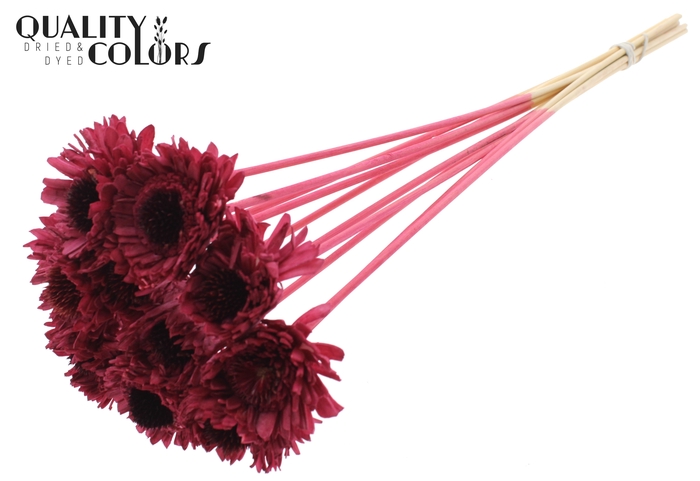 Shola Daisy Sunflower 6cm on stem Burgundy