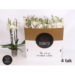 PHAL WHITE NOTTINGHAM 4 TAK